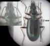 Bembidion longipes